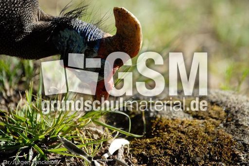 Perlhuhn (7 von 8).jpg